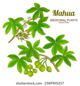 Mahua Branch Colored Detailed Illustration