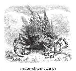 The Maia: female spider crab, covered with moss and seaweed; quarter of the size, vintage engraved illustration. Magasin Pittoresque 1875.