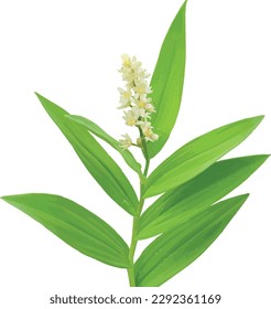 Maianthemum stellatum (Starry False Solomon's Seal) Native North American Savanna Wildflower