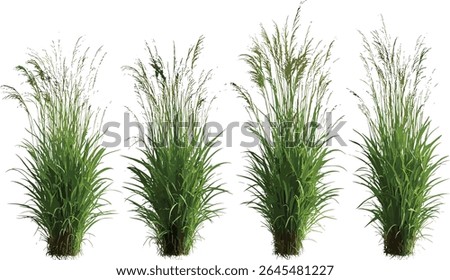 Maiden Grass Miscanthus sinensis Gracillimus isolated cutout, ornamental landscaping plant, tall garden grass, natural greenery, vector illustration, botanical foliage, outdoor scenery.