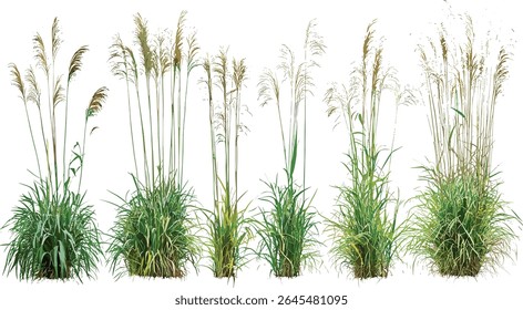 Maiden grass morning light, Miscanthus sinensis, Japanese silver grass, cutout isolated tree, landscape design, tall ornamental grass, garden foliage vector illustration.