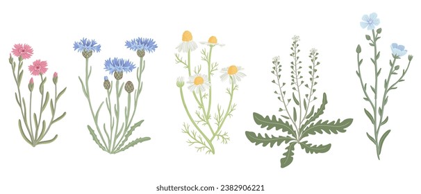 maiden pink, blue cornflower, chamomile, shepherd's purse and flax, field flowers, vector drawing wild plants at white background, floral elements, hand drawn botanical illustration