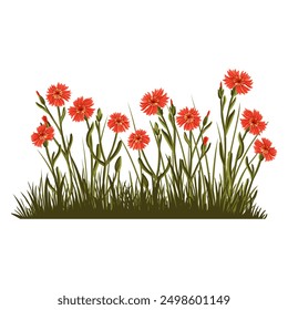 maiden pink, field flowers, vector drawing wild plants and green grass at white background, floral elements, hand drawn botanical illustration