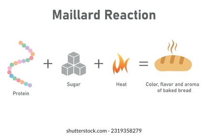 Reacción de Maillard. Proteína, azúcar, calor y pan. Recursos para profesores y estudiantes.