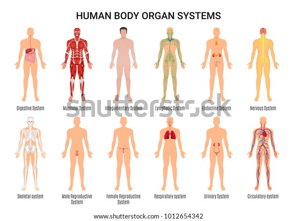 Main 12\
human body organ systems flat educative anatomy physiology front\
back view flashcards poster vector illustration\
