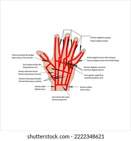  arteria principal del pulgar arco palmar profundo dorsal arteria interosseosa dorsal arterias interosseosas arteria radial dorsal arco carpiano arteria ulnar arco palma superficial arterial digital común arterias digitales comunes digi adecuado