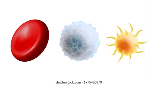 Main blood cells in scale - erythrocyte, thrombocyte and leukocyte. Red blood cell, white blood cell and platelet isolated on white background. Vector illustration