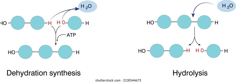 The main difference between dehydration synthesis and hydrolysis is that dehydration synthesis results in the formation of a large molecule out of smaller molecules whereas hydrolysis results in the 