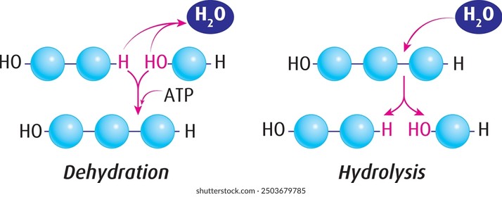 The main difference between dehydration synthesis and hydrolysis is that; dehydration synthesis results in the formation of a large molecule out of smaller molecules whereas hydrolysis results in the.