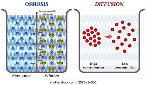 Main Difference Between Osmosis and Diffusion in Biology