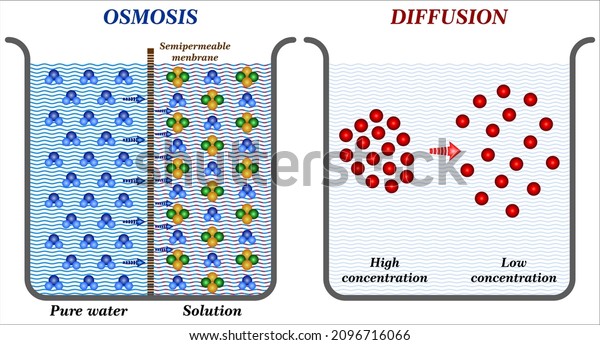 Main Difference Between Osmosis Diffusion Biology Stock Vector (Royalty ...