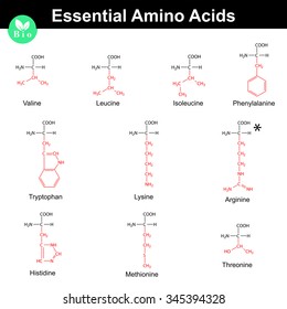 Main Essential Amino Acids With Marked Radicals, Chemical Structural Formulas, 2d Vector Set On White Background, Eps 8