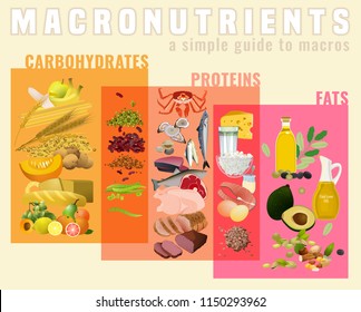 Main food groups - macronutrients. Carbohydrates, fats and proteins in comparison. Dieting, healthcare and eutrophy concept. Vector illustration isolated on a light beige background. Landscape poster.