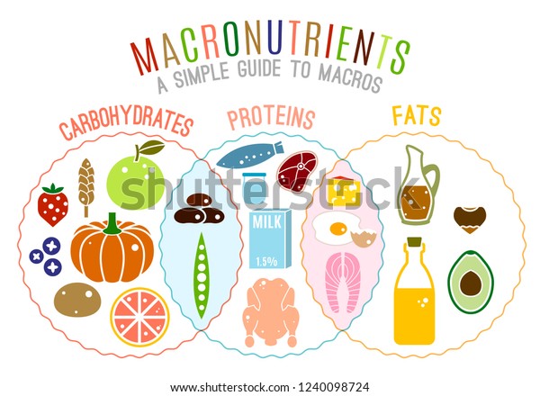 Main Food Groups Macronutrients Carbohydrates Fats Stock Vector 