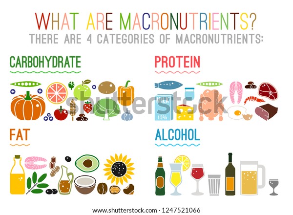 Main Food Groups Macronutrients Carbohydrates Fats Stock Vector ...