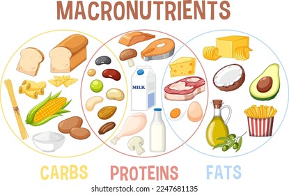 Principales grupos de alimentos macronutrientes ilustración vectorial