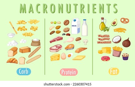 Main food groups macronutrients vector illustration