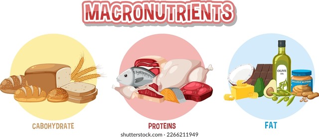 Main food groups macronutrients vector illustration