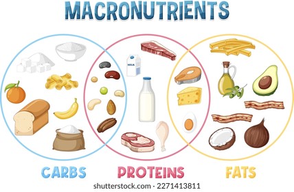 Main food groups macronutrients vector illustration