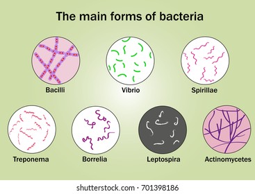 101 Actinomycetes Images, Stock Photos & Vectors | Shutterstock