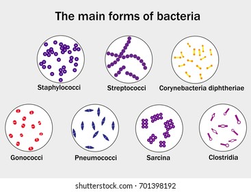 1,288 Streptococci Images, Stock Photos & Vectors | Shutterstock