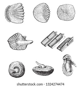 Main forms of fish scales, vintage engraved illustration. From Zoology Elements from Paul Gervais.
