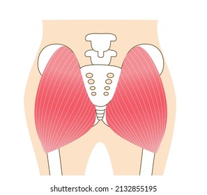 Main gluteal muscles of the buttocks: large gluteus 
