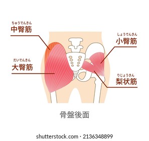 Main gluteal muscles of the buttocks: large gluteus medius, gluteus medius muscle, small gluteus muscle ,Translation:
Positional relationship between gluteus maximus, medius and piriformis
