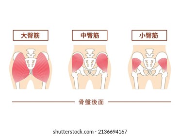 Main gluteal muscles of the buttocks: large gluteus medius, gluteus medius muscle, small gluteus muscle Translation:
Major muscle groups in the buttocks
