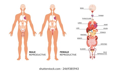 Main human body organ systems. Educative anatomy physiology
