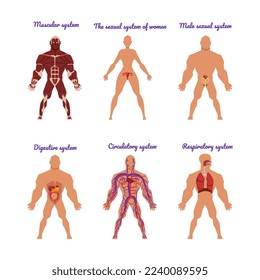 Principales sistemas corporales humanos con conjunto de vectores circulatorio, sexual, digestivo, muscular y respiratorio