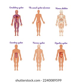 Main Human Body Systems with Circulatory, Sexual, Human Skeleton, Excretory, Nervous and Digestive Vector Set