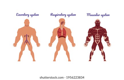 Main Human Body Systems with Excretory and Muscular System Vector Set