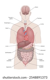 Principais órgãos internos do corpo humano. Ilustração de vetor médico.