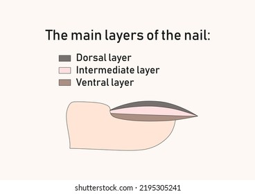 The main layers of the nail. 