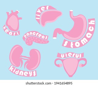 The main organs of the human body are kidneys, heart, stomach, pancreas, uterus, ovaries. The object is depicted with the name of the organ. Objects isolated from background. Vector graphics 