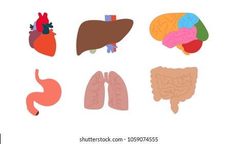 the main organs of man
