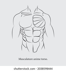 La parte principal del cuerpo que incluye el pecho, el abdomen, la pelvis y la espalda.