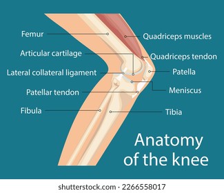 The main parts of the knee joint, anatomy of the knee joint. Knee-joint For basic medical education.