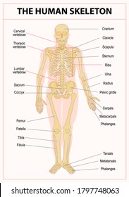 Main parts of the skeletal system