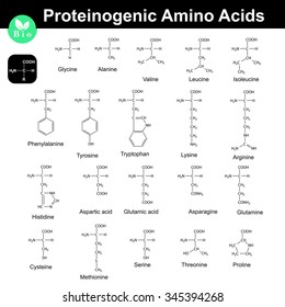 Main proteinogenic amino acids, 2d vector chemical formulas on white background, eps 8