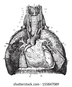 Main reports of the lungs. (Thoracic organs seen by their front face), vintage engraved illustration. Usual Medicine Dictionary by Dr Labarthe - 1885.
