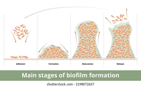 Hauptphasen der Biofilmbildung.	Mikroorganismen (Bakterien) binden sich an Oberflächen an und bilden einen Biofilm. Vier Stufen der Bildung: Adhäsion, Bildung, Reifung, Freigabe.