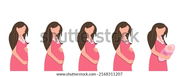 Main Stages Pregnancy Fetal Growth By Stock Vector (Royalty Free ...