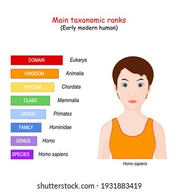 Main taxonomic ranks. The hierarchy of biological classification major taxonomic ranks: Domain, kingdom, phylum, class, order, family, genus, and species. For example Early modern human (Homo sapiens)