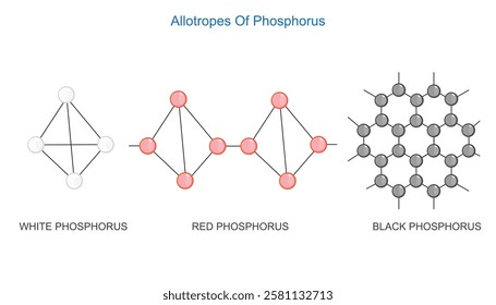 Main three allotropes of phosphorus. White, red and black phosphorus. Chemistry illustration.