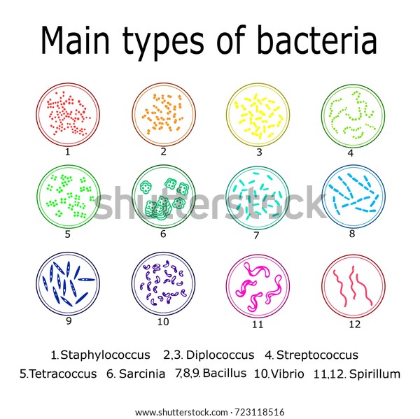 Main Types Bacteria Such Monococcus Diplococcus Stock Vector Royalty Free 723118516