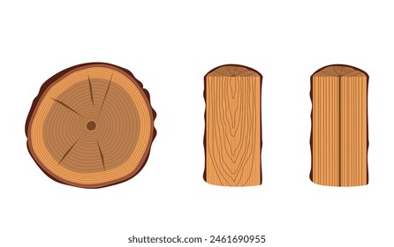 Main types of trunk cuts. Different wood patterns: transverse, tangential, radial. Horizontal vector illustration