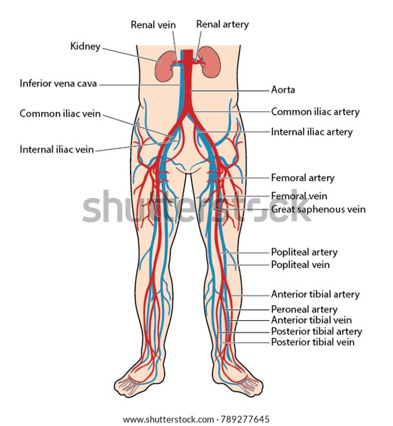 The
main veins and arteries of the lower body, including the abdominal
aorta, inferior vena cava, femoral artery and vein to the anterior
and posterior tibial artery and vein of the lower
leg
