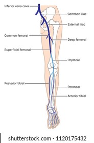 Femoral Vein Images Stock Photos Vectors Shutterstock